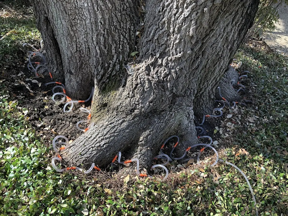 Detailed Tree Cabling and Bracing job site in Village Mills