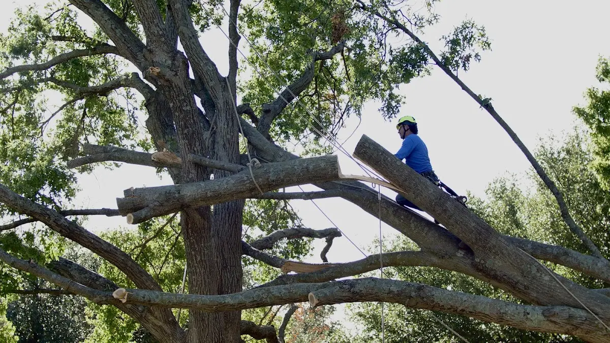 Professional Crown Thinning performed by certified arborists in Village Mills