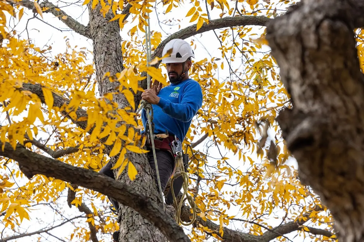 Skilled Tree Transplanting crew working in Village Mills